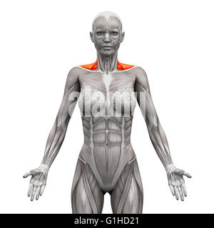 Les muscles du cou Avant Trapezius Muscles Anatomie - isolé sur blanc - 3D illustration Banque D'Images