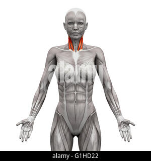 Les muscles du cou - Tête à tête de la clavicule et du sternum - Anatomie Muscles isolé sur blanc - 3D illustration Banque D'Images