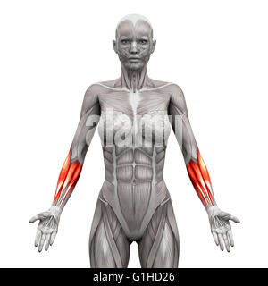 Les muscles de l'avant-bras - Anatomie Muscles isolé sur blanc - 3D illustration Banque D'Images