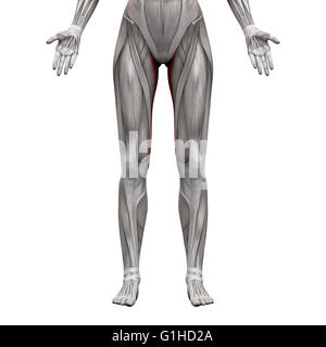 Muscles Anatomie muscle gracilis - isolé sur blanc - 3D illustration Banque D'Images