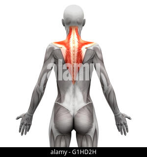 Le Trapezius Muscle - Muscles Anatomie isolé sur blanc - 3D illustration Banque D'Images