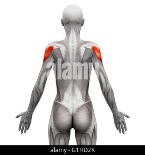 Muscle deltoïde - Anatomie Muscles isolé sur blanc - 3D illustration Banque D'Images