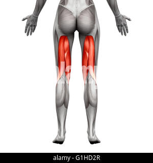 Les muscles ischio-jambiers - Muscle Anatomie isolé sur blanc - 3D illustration Banque D'Images