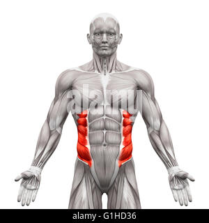 Les muscles obliques externes - Anatomie Muscles isolé sur blanc - 3D illustration Banque D'Images