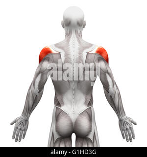 Muscle deltoïde - Anatomie Muscles isolé sur blanc - 3D illustration Banque D'Images