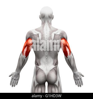 - Les muscles triceps Muscles Anatomie isolé sur blanc - 3D illustration Banque D'Images