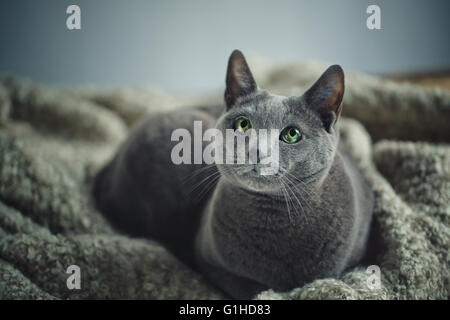 Portrait d'un chat bleu russe de race Banque D'Images