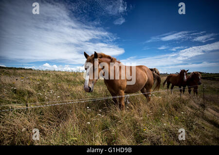 Chevaux en Bretagne France sur le pâturage en été Banque D'Images