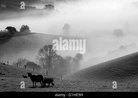 Les moutons dans la brume du matin près de Dunsford Devon,printemps,agneaux dans la brume du matin près de Dunsford,Parc National de Dartmoor, belle, pays Banque D'Images