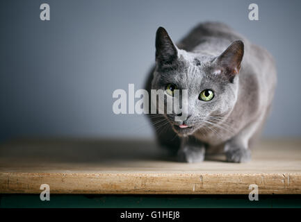 Portrait d'un chat bleu russe de race Banque D'Images