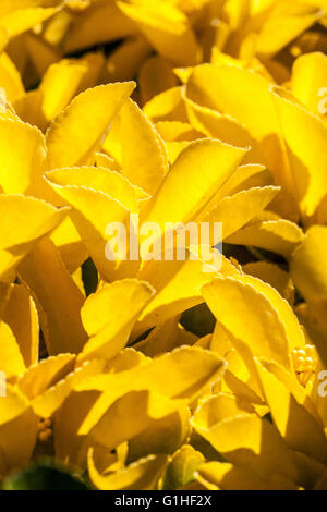Euonymus japonicus Banque D'Images