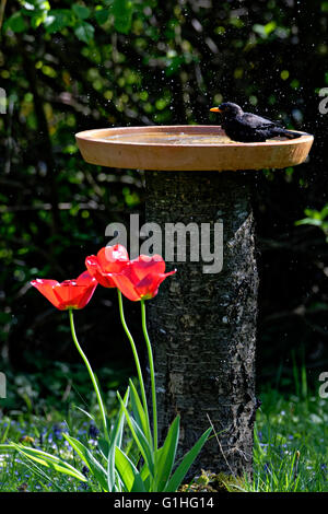 Blackbird (Turdus merula) baignade dans bain d'oiseaux avec tulipe rouge fleurs de jardin ( Tulipa sp.) Banque D'Images