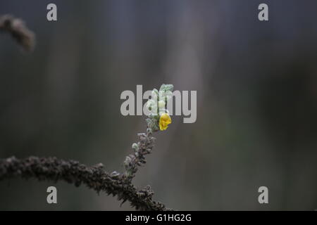 Les espèces de la molène (Verbascum densiflorum) avec des fleurs. Banque D'Images