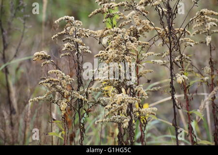 Giant Houghton (Solidago gigantea) inflorescence avec fruits. Banque D'Images