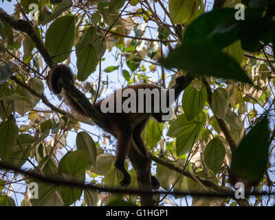 Singe-araignée dans un arbre dans le parc national Corcovado, Costa Rica Banque D'Images