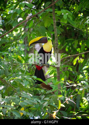 Chestnut-mandibled toucan sur une branche au Costa Rica Banque D'Images