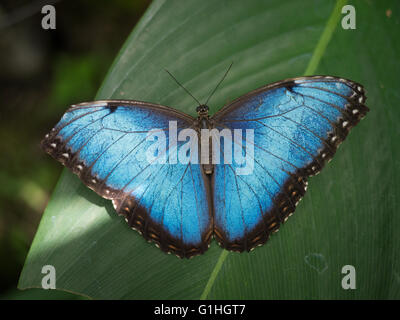 Papillon Bleu Morpho Peleides assis sur une feuille Banque D'Images