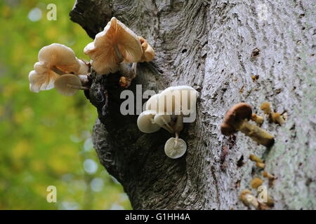 Tasses de champignons (Oudemansiella mucida) sur une tige dans une forêt allemande. Banque D'Images