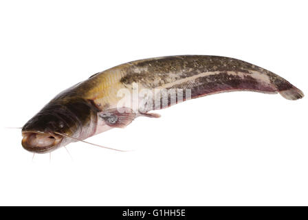 Le poisson-chat isolé sur fond blanc. Chemin de coupure à l'intérieur. Banque D'Images