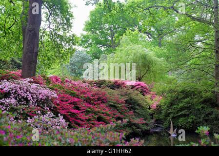 L'Isabella plantation dans Richmond Park, London UK Banque D'Images