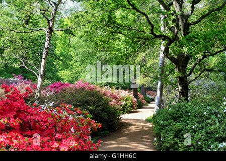 L'Isabella plantation dans Richmond Park, London UK Banque D'Images