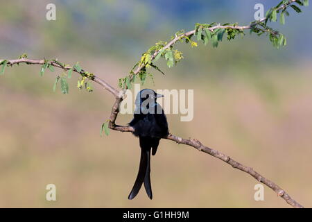 Le drongo noir d'Asie est un petit passereau de la famille drongo. Banque D'Images