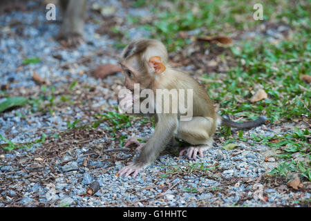 Khao Yai macaque à queue de cochon Banque D'Images