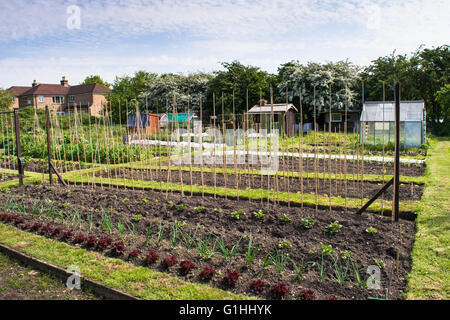 Allotissement bien entretenus jardin au printemps. Une parcelle de terre pour les familles à cultiver des légumes pour leur usage personnel. Banque D'Images