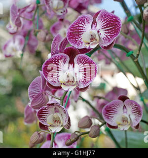 Belle orchidée, fleur avec nature background Banque D'Images