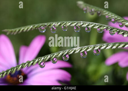 Gouttes d'eau sur l'herbe épillet, macro Banque D'Images