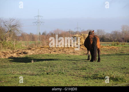 Grand et lourd cheval charrue debout sur une prairie en face d'une balle de foin jette une ombre. Banque D'Images