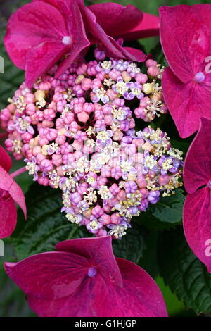 Hortensia Lacecap Magenta Banque D'Images