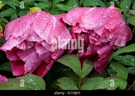 Gouttes de pluie sur les pivoines de Magenta Banque D'Images