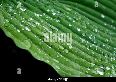 Gouttes de pluie sur Hosta 'Frances Williams' Banque D'Images