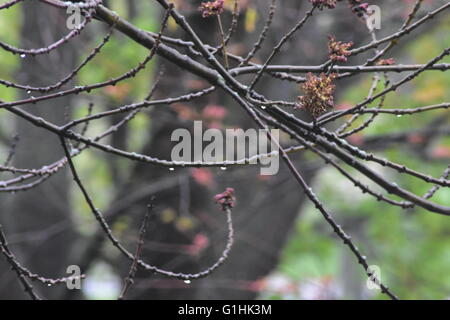 Les gouttes d'eau à partir de branches d'arbre Banque D'Images