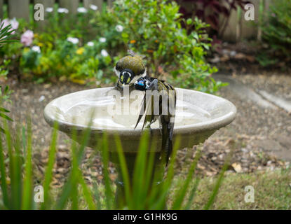 Les adultes et les juvéniles de bleu (Entomyzon cyanotis) Méliphages à se lisser les plumes après le bain. Oiseaux indigènes australiens. Banque D'Images