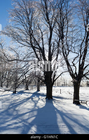 Derrière les arbres d'érable Sun Streaming sur journée ensoleillée en hiver avec de la neige sur une ferme Banque D'Images