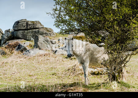 White pony sauvage le pâturage dans le Dartmoor National Park, Devon, UK Banque D'Images