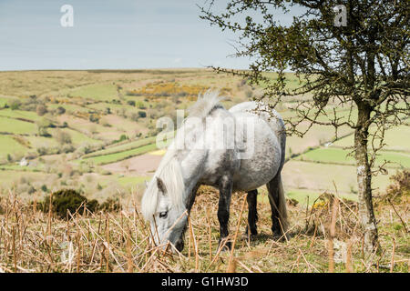 White pony sauvage le pâturage dans le Dartmoor National Park, Devon, UK Banque D'Images