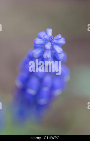 Fleur bleu Muscari armeniacum close up Banque D'Images