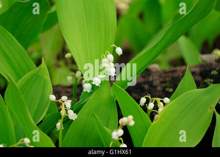 Lis de la vallée des fleurs dans une réserve forestière de l'Illinois du comté de Cook. Convallaria majalis Banque D'Images