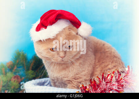 Cat wearing santa hat assis dans un panier Banque D'Images