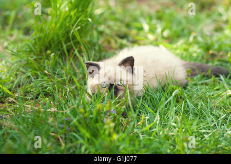 Petit Chaton siamois couché dans l'herbe Banque D'Images