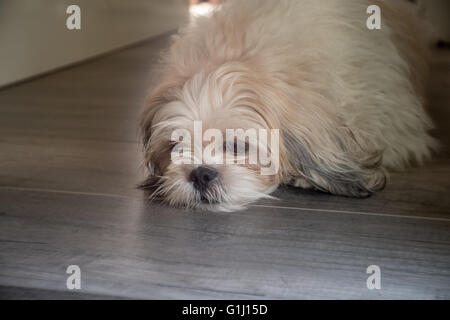 Un chien est couché sur le sol Banque D'Images