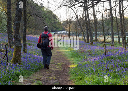 La force faible, Bowlees Teesdale, comté de Durham, Royaume-Uni. Lundi 16 mai 2016. Météo britannique. Bénéficiant d'une très belle randonnée pour la journée, tout en marchant le long de la Rivière Tees près de force faible dans la région de Teesdale. Crédit : David Forster/Alamy Live News Banque D'Images