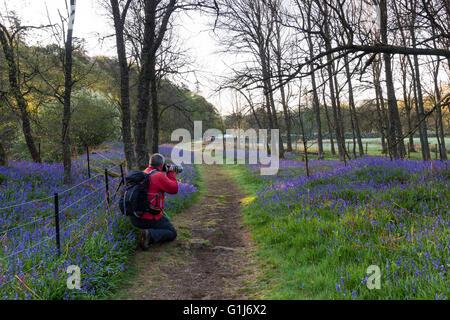 La force faible, Bowlees Teesdale, comté de Durham, Royaume-Uni. Lundi 16 mai 2016. Météo britannique. Bénéficiant d'une très belle randonnée pour la journée, tout en marchant le long de la Rivière Tees près de force faible dans la région de Teesdale. Crédit : David Forster/Alamy Live News Banque D'Images