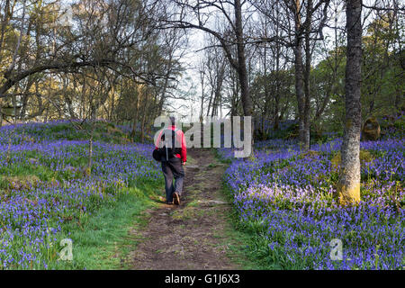 La force faible, Bowlees Teesdale, comté de Durham, Royaume-Uni. Lundi 16 mai 2016. Météo britannique. Bénéficiant d'une très belle randonnée pour la journée, tout en marchant le long de la Rivière Tees près de force faible dans la région de Teesdale. Crédit : David Forster/Alamy Live News Banque D'Images