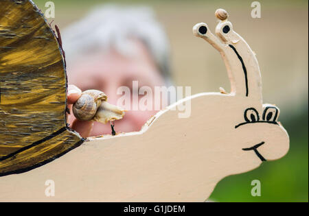 Muensingen, Gemrany. 10 mai, 2016. Éleveur d'escargot Rita Goller grapevine races escargots sur son jardin en Gemrany Muensingen, motifs, 10 mai 2016. Goller conserve plus de 40 000 animaux dans sa garde. PHOTO : CHRISTOPH SCHMIDT/dpa/Alamy Live News Banque D'Images