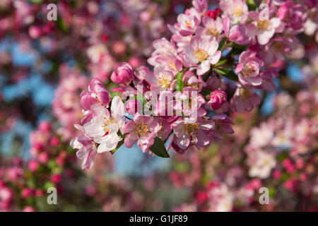 Willingham, Cambridgeshire UK. 17 mai, 2016. Tôt le matin illumine le soleil s'épanouir dans un verger d'arbres fruitiers dans Manning's fruit ferme, l'un des derniers vergers commerciaux dans le Cambridgeshire. Un crabe apple en rose, plantés pour aider à la pollinisation, se distingue des pommiers comestibles. Le temps devrait être beau et chaud dans le sud-est de l'UK aujourd'hui avant plus humide s'étend dans plus tard dans la semaine. Credit : Julian Eales/Alamy Live News Banque D'Images