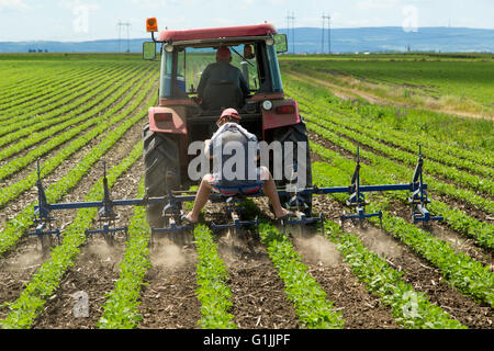 Domaine de la culture de récoltes de maïs jeune cultivateur en rangs avec machine Banque D'Images